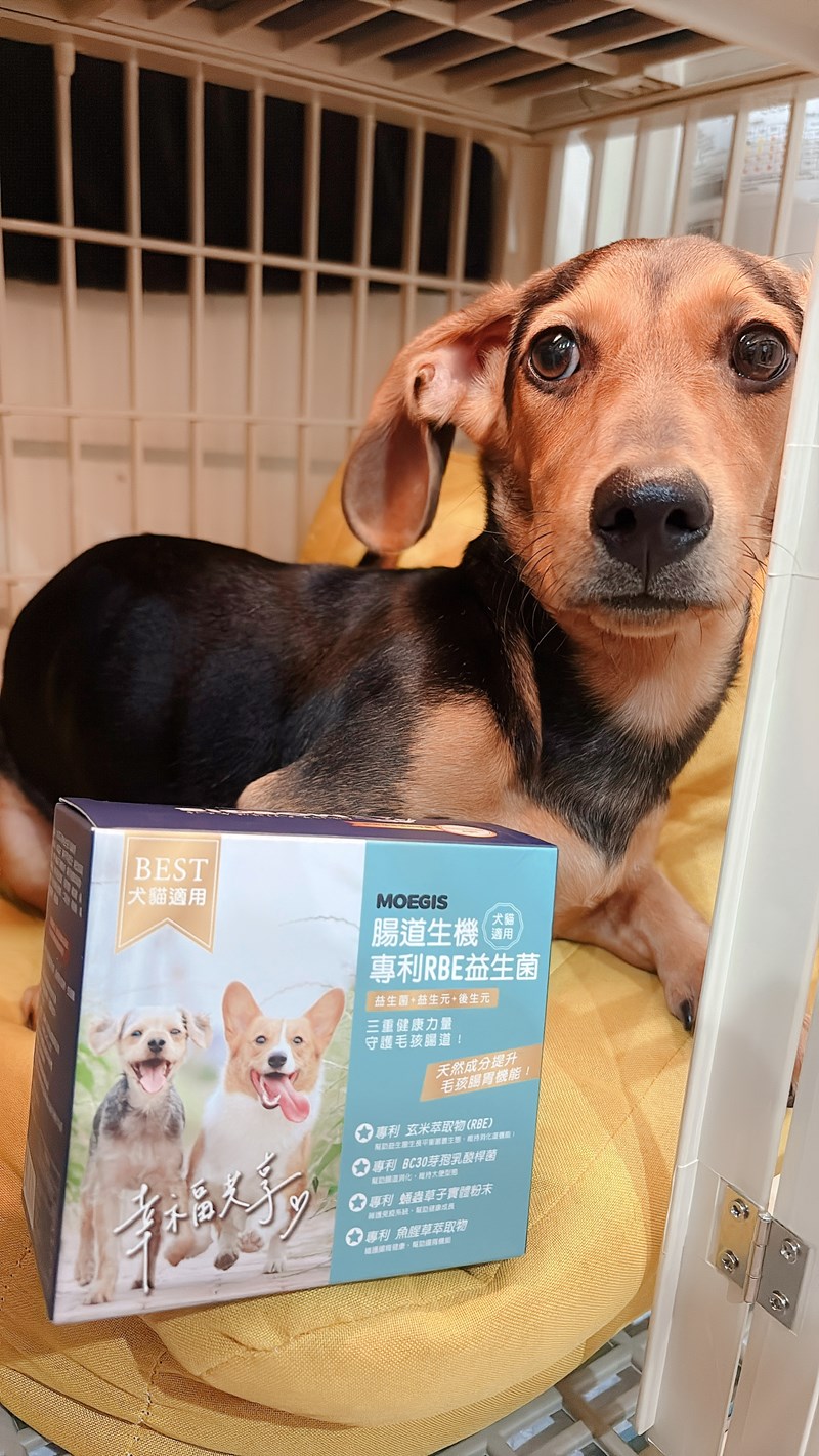 女人知己試用大隊,口碑行銷,部落客行銷,Moegis萌吉 腸道生機專利RBE益生菌,寵物益生菌,專利RBE益生元,專利蔬果酵素,小分子胜肽,藍藻粉,維持免疫力,幫助維持消化道機能,維持正常食慾,改變細菌叢生態,腸胃保健,犬貓適用